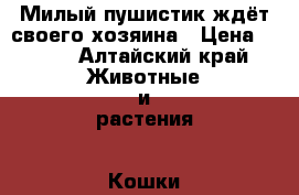 Милый пушистик ждёт своего хозяина › Цена ­ 700 - Алтайский край Животные и растения » Кошки   